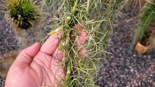 TILLANDSIA USNEOIDES A FAMOSA BARBA DE VELHO