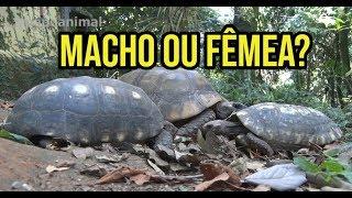 É MACHO OU FÊMEA???