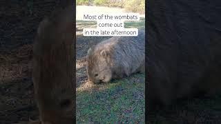 Wombat in the Wild Close Up on Maria Island Tasmania #wombat #cuteanimals #australianwildlife