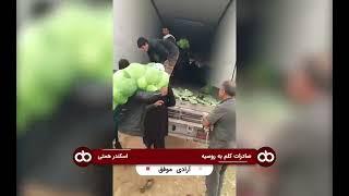 صادرات کلم به روسیه
