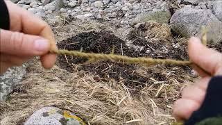 Bow drill with rose innerbark cordage