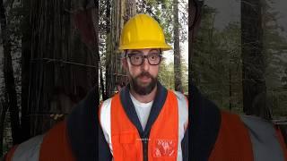 Tree twisted 3 times in the air – like an action movie scene #cutdowntrees #satisfying #chainsaw