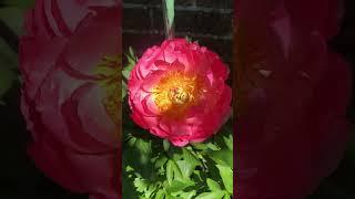 Peony “coral sunset” flower