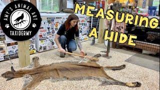 Measuring a hide for a full body taxidermy mount!