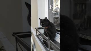 Жилец #catlife #catblogger #catlife #catshorts #catlover #catvideos #catvlogger #catvlog #cats