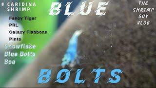 Blue Bolt Shrimps - Knowing about Caridina Shrimps' Habits and Interactions