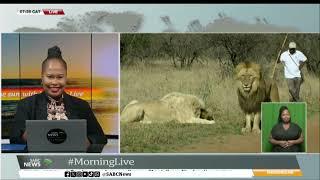 Follow the Sun I Leanne Manas walks the lions at the Ukutula Lodge and Game Reserve