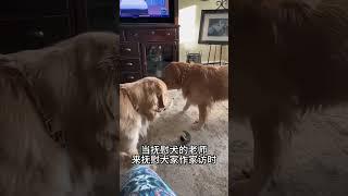 抚慰犬：尴...尴尬狗狗 我的萌宠 精神抚慰犬萌宠出道计划治愈@DOU+小助手