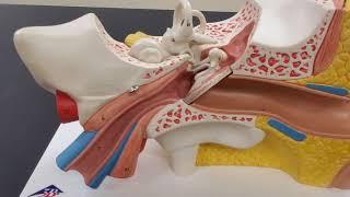 Professor Long - Ear Anatomy 1, Overview of the Ear