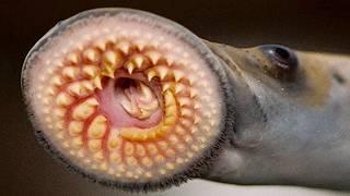 4 Creepy Ocean Parasites That Will Give You Nightmares