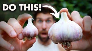 This ONE Tip Will DOUBLE The Size of Your Garlic Heads!