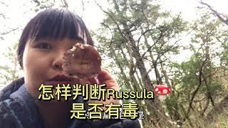 如何判断Russula系列的蘑菇是否有毒？北美加拿大野生食用菌。蘑菇辨识