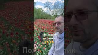 Выращивание луковиц тюльпанов в Луганске