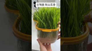 밀 보리 귀리싹 테스트중! 냥이들 기다려#새싹#새싹보리#귀리#신제품#화이팅