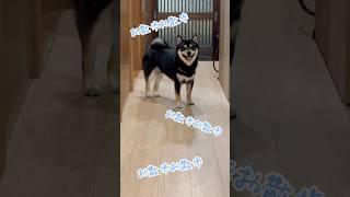 全身でアピールする、まろ。#黒柴#柴犬#お散歩#shiba#shibainu