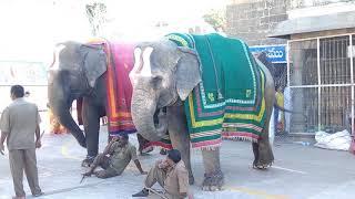 శ్రీవారి సేవలో ఏనుగులు, తిరుమల | Elephants in Srivari seva, Tirumala