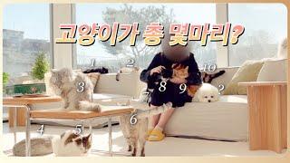 50마리 고양이가 한집에 산다니.. | 김포 고영주택