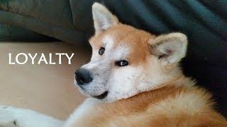 AKITA INU - Loyalty | 秋田犬