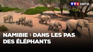 Namibie : dans les pas des éléphants