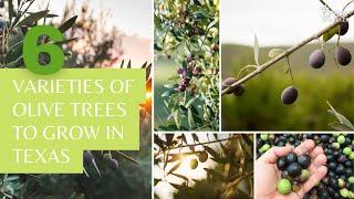 6 Best Varieties of Olive Trees to Grow in Texas