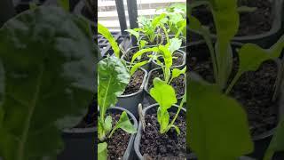 Noel's Nest Backyard Nursey - Swiss chard