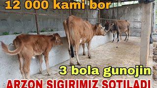 ARZON SIGIRIMIZ SOTILADI ️ 999938020