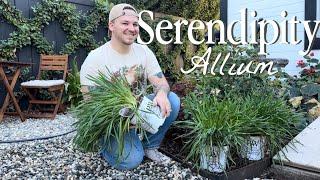 Creating Cohesiveness - Planting Serendipity Alliums  || Visit Our Garden