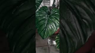 Philodendron SP Columbia & Gloriosum Zebra