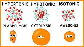 Hypertonic, Hypotonic and Isotonic Solutions!