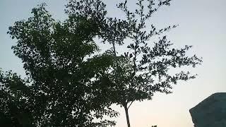 Terminalia mantaly Tree at Permaculture and Wildlife Breeding Farm - Brigadier Ka Bagh