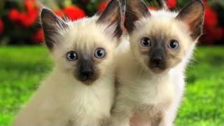 Adorable Kittens ( Music Video with Yeshmin Blechin )