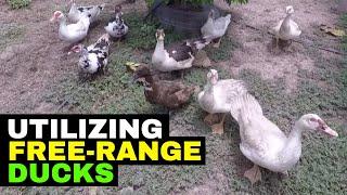 FREE Range Duck Farming (Weed & Bug Control)