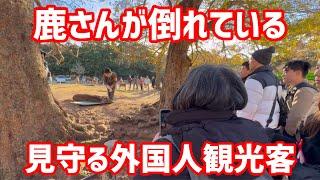 鹿さんが倒れている見守る外国人観光客NARA  PARK