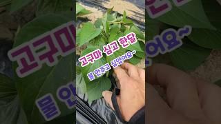 고구마 물안주고 심고 한달 뒤? 괴산젊은농부 #shorts