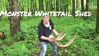 Biggest whitetail deer shed ever !