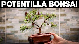 How to Make Bonsai from Potentilla*EASY*