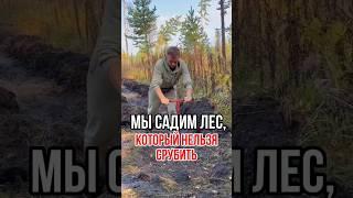  Как посадить кедровый лес и защитить его от вырубки?