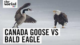 The Canada Goose vs. Bald Eagle Showdown! | The Social