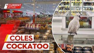 Cockatoo rescued after ruffling feathers in Sydney supermarket aisles | A Current Affair