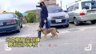 台灣犬訓練基礎教育課程/鹿和訓犬學校/中部鹿和狗狗專屬旅館住宿服務