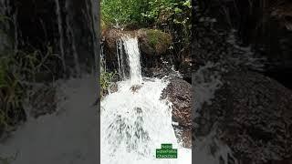 small waterfall in nellol chattiparamba