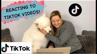 DOG REACTS TO TIKTOK VIDEOS!