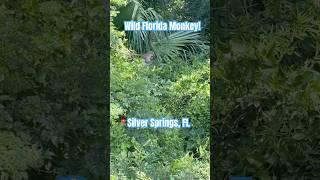 #florida #monkey #travel #fun #silversprings #foryou #fyp #springs #water #wildlife #reels #sub