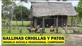 GALLINAS CRIOLLAS Y PATOS MODELO AVICOLA TRADICIONAL CAMPESINO.