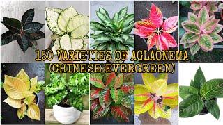 150 VARIETIES OF AGLAONEMA | FROM A TO Z | MOST COMPLETE!!