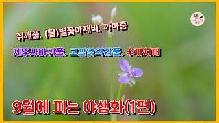 9월에 피는 야생화(1편) 제주사마귀풀, 고깔닭의장풀, 마름, 덩굴별꽃, 흰여뀌, 쥐깨풀.들깨풀.산들깨.들깨, 까마중, 수까치깨, 별꽃아재비, 털별꽃아재비