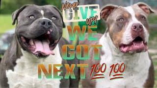 NEW BREEDING ALERT    + PUPPY SALE (AMERICAN BULLY)