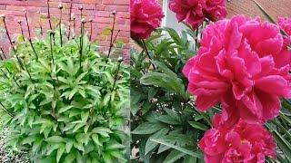 The Beauty of Pink Peony in the garden