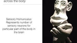 Intro to Psych:  2.1 Biology of the Brain