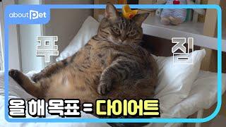 This Cat's New Year's Resolution Is To Lose Weight!!